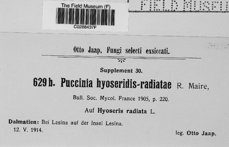 Puccinia hyoseridis-radiatae image