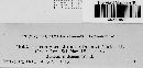 Stegocintractia junci image