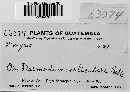 Thumbnail image of current specimen