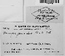 Uromyces gemmatus image