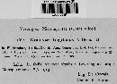 Uromyces tingitanus image