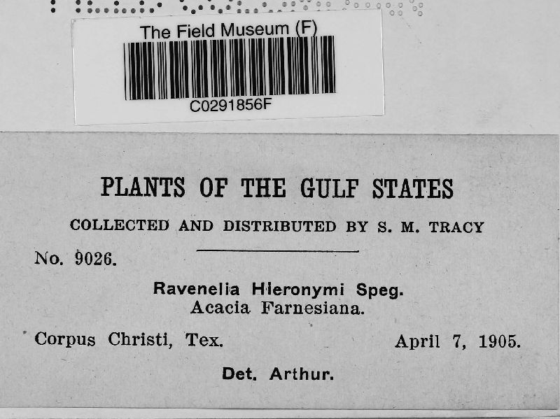 Ravenelia hieronymi image