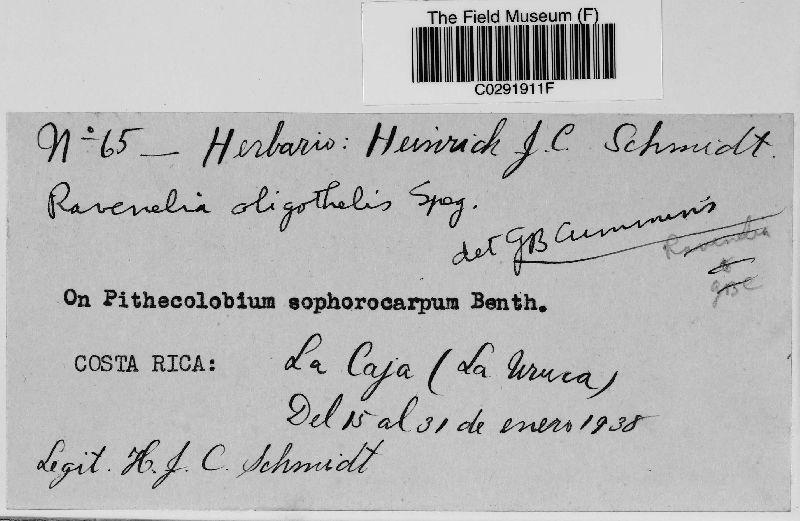 Ravenelia oligotheles image