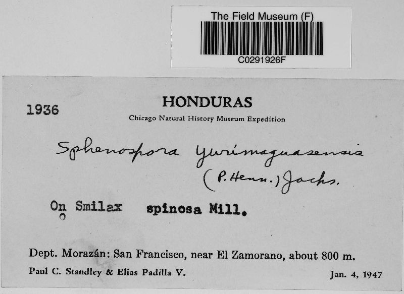 Sphenospora yurimaguasensis image