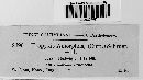 Uropyxis amorphae image