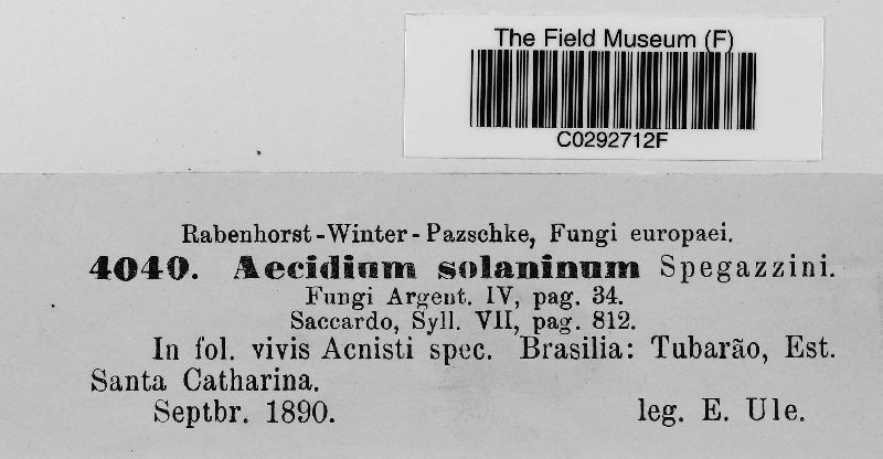 Aecidium solaninum image