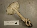 Amanita constricta image