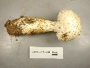 Media resource of Amanita ravenelii