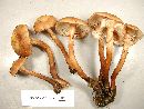 Armillaria sinapina image