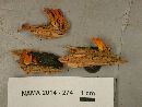 Calocera viscosa image