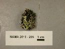 Cladonia pleurota image
