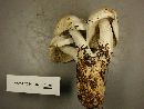 Leucocybe connata image
