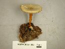Clitocybe odora image