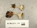 Clitocybe trulliformis image