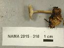 Clitocybe trulliformis image