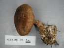 Cortinarius armillatus image