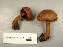 Cortinarius harrisonii image