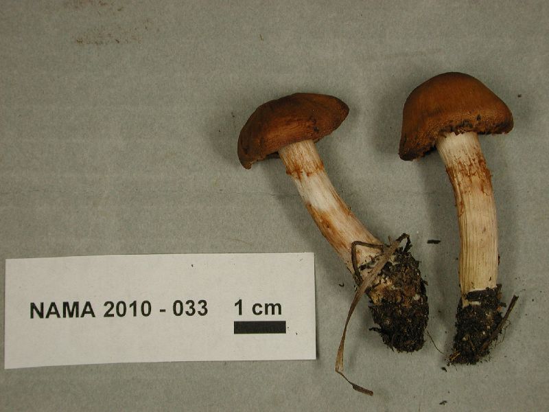 Cortinarius zinziberatus image