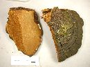 Phellinus robiniae image