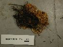 Gloeophyllum abietinum image