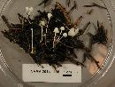 Hemimycena delectabilis image