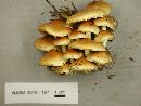 Hypholoma capnoides image