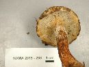 Hypomyces completus image