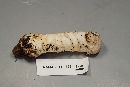 Hypomyces hyalinus image