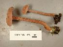 Laccaria bicolor image
