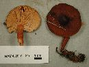 Lactarius hepaticus image