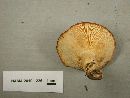 Lactarius olympianus image