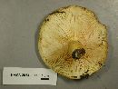 Lactarius scrobiculatus image