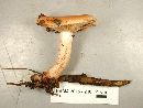 Lactarius vinaceorufescens image