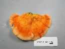 Laetiporus cincinnatus image