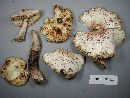 Leucoagaricus americanus image