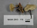 Marasmius delectans image