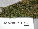 Multiclavula mucida image