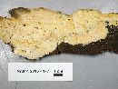 Media resource of Perenniporia ellipsospora