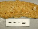 Media resource of Perenniporia variegata