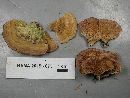 Phaeocalicium polyporaeum image