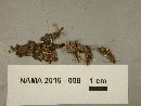 Phleogena faginea image