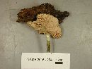 Pluteus salicinus image