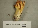 Ramaria largentii image