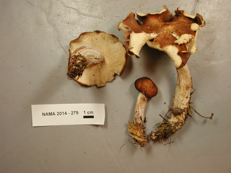 Rhodocollybia badiialba image