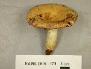 Russula ballouii image
