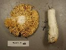 Russula cessans image
