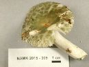 Russula parvovirescens image
