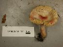 Russula queletii image