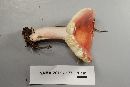 Russula subtilis image