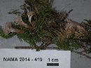 Thelephora caryophyllea image